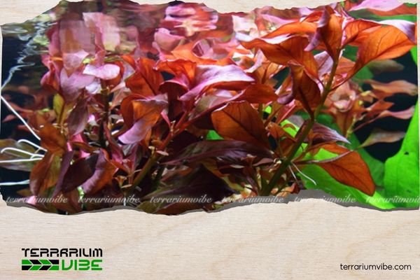 Diệp tài hồng lá táo 4 Bí quyết chăm sóc cây diệp tài hồng lá táo trong terrarium