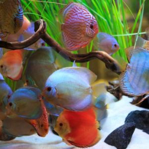 LOGO động vật thủy sinh