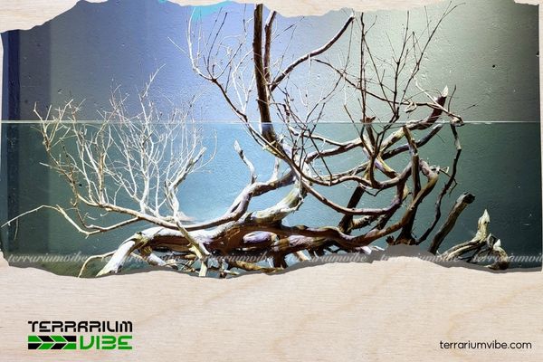 Lũa Hải Sơn Tùng 4 Mẹo chăm sóc cây Lũa Hải Sơn Tùng trong terrarium