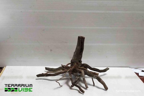 Lũa Nhất Trụ 1 Khám phá hình dáng đặc trưng của lũa Nhất Trụ