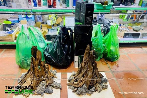 Lũa Nhất Trụ 2 Lũa Nhất Trụ giúp tạo nền sinh thái ổn định cho bể thủy sinh