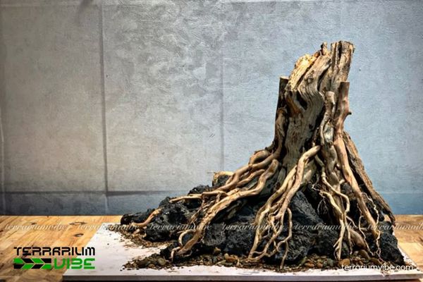 Lũa Nhất Trụ 5 Cách ứng dụng lũa trong thiết kế Terrarium