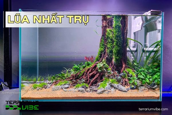 lua-nhat-tru lũa nhất trụ