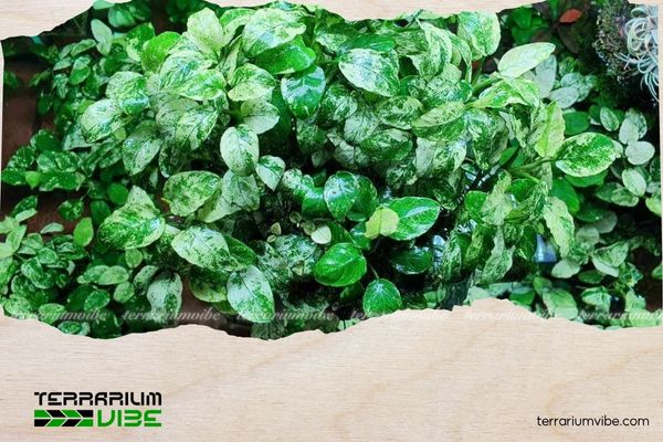 Ráy cẩm thạch 1 Ráy cẩm thạch là một biến thể có đốm loang trắng của loài Anubias barteri