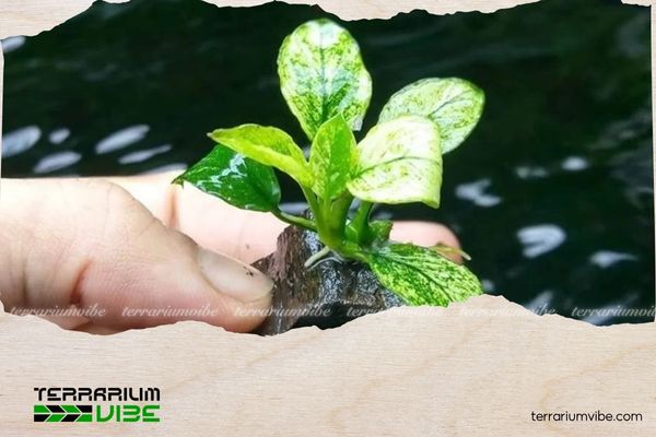 Ráy cẩm thạch 3 Ráy cẩm thạch phát triển tốt nhất trong môi trường ẩm