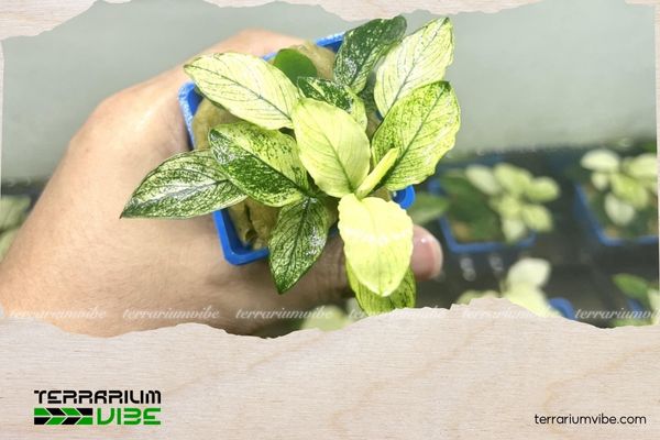 Ráy cẩm thạch 4 Ráy cẩm thạch giữ được vẻ đẹp lâu dài mà không cần chăm sóc cầu kỳ