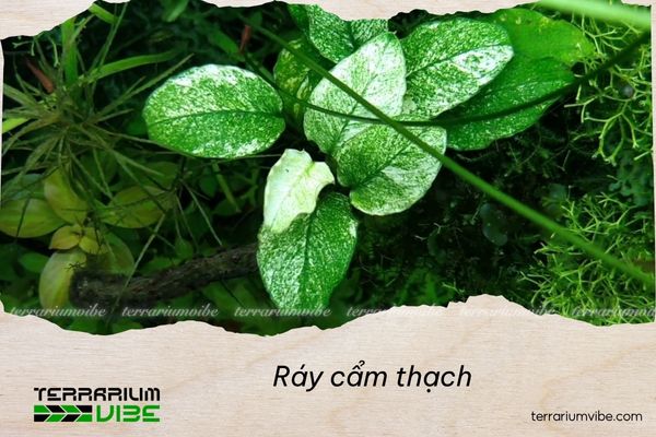 ray-cam-thach Ráy cẩm thạch