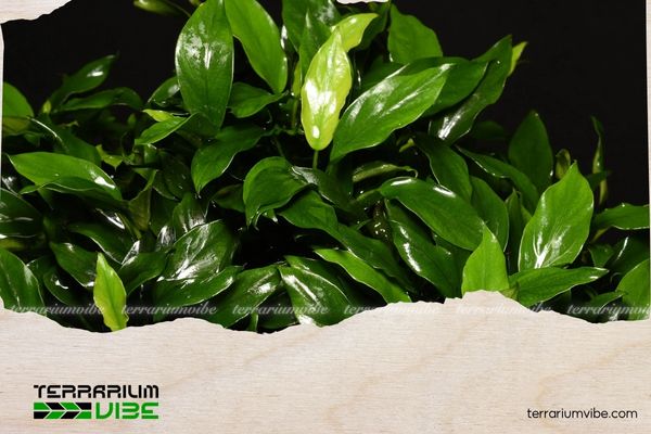 Ráy Pango 4 Ráy Pango có thể kết hợp linh hoạt với nhiều dòng thực vật khác nhau