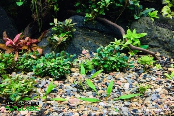 Sạn suối 3 Lợi ích của sạn suối trong làm tiểu cảnh terrarium, thủy sinh