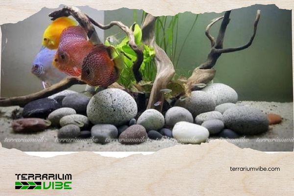 Sỏi cuội 4 Các sản phẩm thường sử dụng chung với sỏi cuội thủy sinh