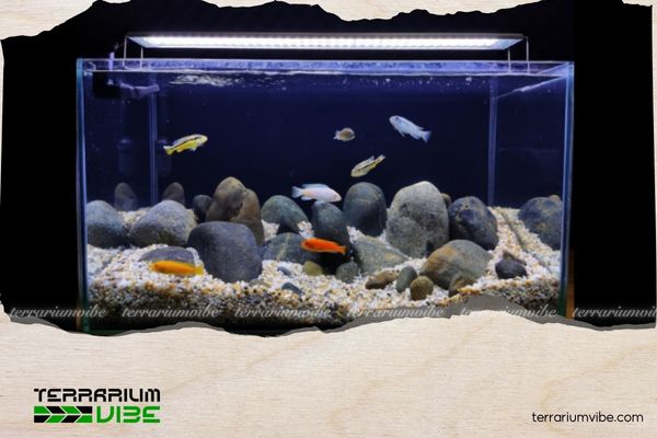 Sỏi đá 3 Công dụng của sỏi đá trong làm terrarium, thủy sinh