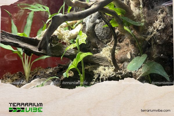 Trầu bà sữa 4 Trầu bà sữa với khả năng sinh trưởng tốt trong môi trường terrarium