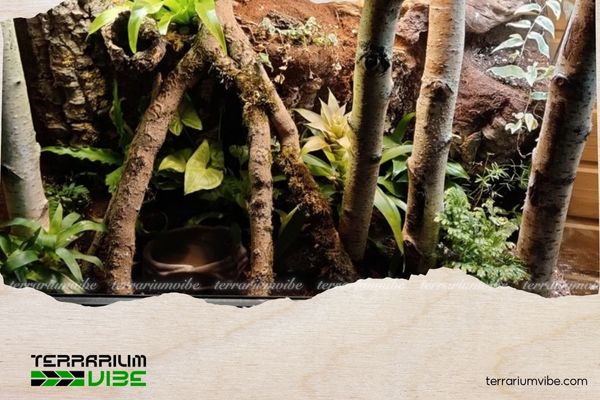 Trầu bà sữa 5 Ưu tiên đặt trầu bà sữa ở vị trí trung tâm hoặc góc thoáng