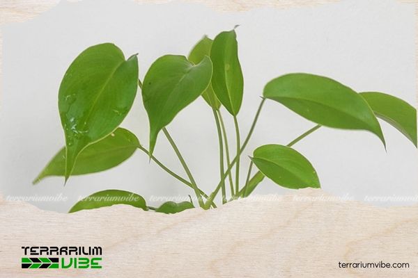 Trầu bà tỷ phú 1 Trầu bà tỷ phú gây ấn tượng với vẻ đẹp đặc biệt