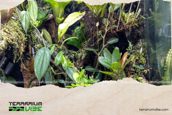 Trầu bà tỷ phú 2 Trầu bà tỷ phú ưa môi trường ẩm mát, ánh sáng tán xạ và không khí lưu thông tốt