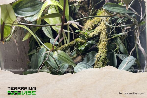 Trầu bà tỷ phú 3 Trầu bà tỷ phú là lựa chọn hàng đầu cho terrarium của bạn