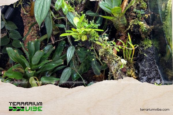 Trầu bà tỷ phú 4 Trầu bà tỷ phú là loài cây dễ sống nhưng cần chăm sóc cẩn thận