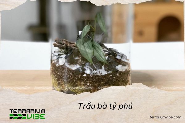 trau-ba-ty-phu Trầu bà tỷ phú