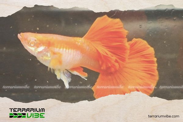 Cá Bảy Màu AB Red Rose 4 Chất lượng nước nuôi cá 7 màu AB Red Rose