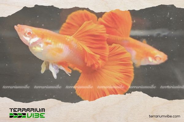 Cá Bảy Màu AB Red Rose 5 Phòng và trị bệnh cho cá 7 màu AB Red Rose