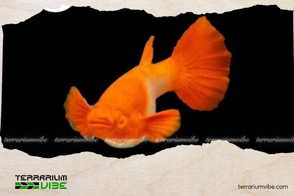 Cá Bảy Màu AB Red Rose 6 Giá của Cá 7 Màu AB Red Rose tham khảo