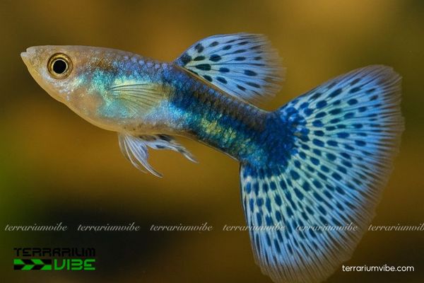 Cá Bảy Màu Blue Grass 1 Cá Bảy Màu Blue Grass là dòng cá cảnh lai có màu xanh đặc trưng khác biệt thuộc dòng Guppy