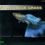 cá bảy màu blue grass