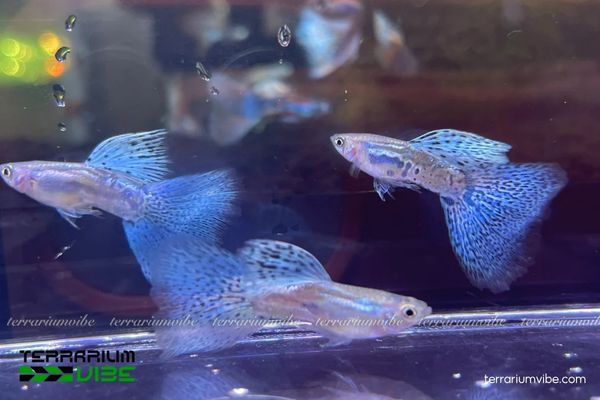 Cá Bảy Màu Blue Grass 2 Cá có màu xanh ánh bạc, hoa văn chấm bi và tập tính sống theo đàn