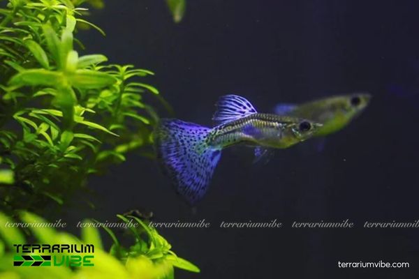 Cá Bảy Màu Blue Grass 3 Cách thiết lập bể phù hợp để nuôi cá Bảy Màu Blue Grass Guppy