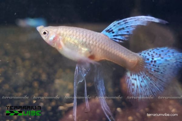 Cá Bảy Màu Blue Grass Ribbon 1 Cá Bảy Màu Blue Grass Ribbon là dòng cá cảnh có màu sắc đặc biệt so với cá Blue Grass Ribbo