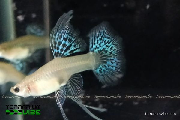 Cá Bảy Màu Blue Grass Ribbon 2 Đặc điểm hình thái và tập tính sống của cá 7 Màu Blue Grass Ribbon