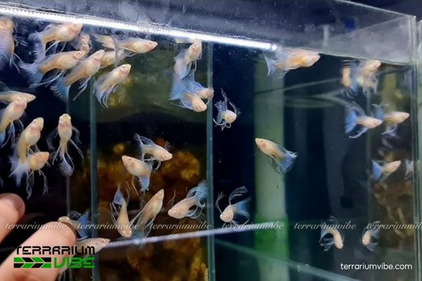 Cá Bảy Màu Blue Grass Ribbon 3 Hướng dẫn thiết lập bể và môi trường sống phù hợp cho cá Blue Grass Ribbon