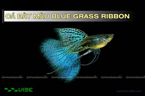 ca-bay-mau-blue-grass-ribbon cá bảy màu blue grass ribbon