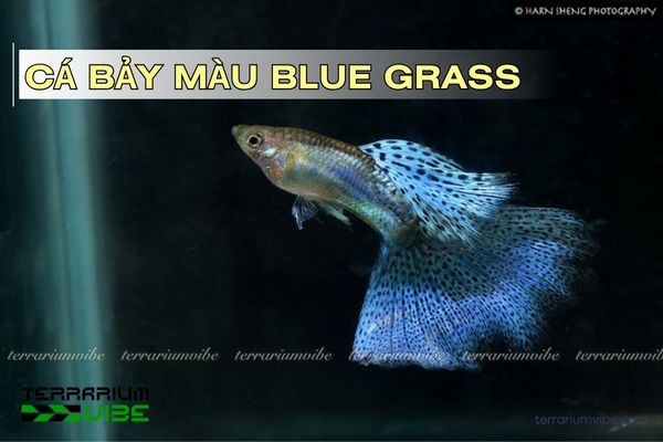 ca-bay-mau-blue-grass cá bảy màu blue grass