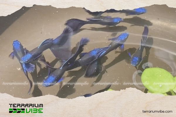 Cá Bảy Màu Blue Tazan 1 Thông tin học thuật về Cá 7 Màu Blue Tazan