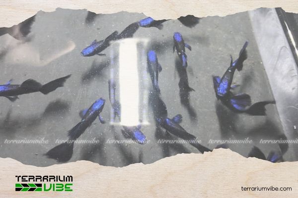 Cá Bảy Màu Blue Tazan 2 Hình dáng Cá 7 Màu Blue Tazan