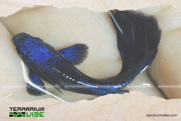 Cá Bảy Màu Blue Tazan 4 Chế độ ăn uống của Cá 7 Màu Blue Tazan