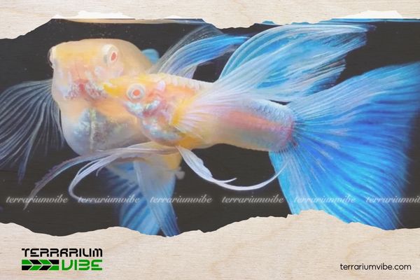 Cá Bảy Màu Blue Topaz 4 Chất lượng nước nuôi cá 7 màu Blue Topaz