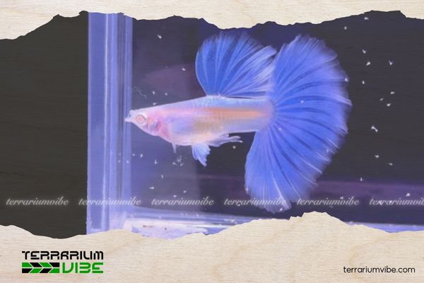Cá Bảy Màu Blue Topaz 5 Phòng trị bệnh cho cá 7 màu Blue Topaz