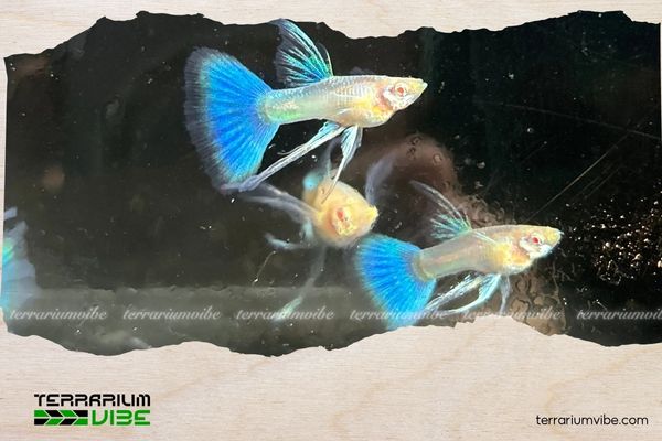 Cá Bảy Màu Blue Topaz 6 Giá của Cá Bảy Màu Blue Topaz tham khảo