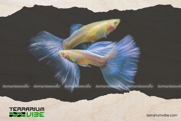 Cá bảy màu Blue Topaz Ribbon 1 Thông tin học thuật về Cá 7 màu Blue Topaz Ribbon là gì?