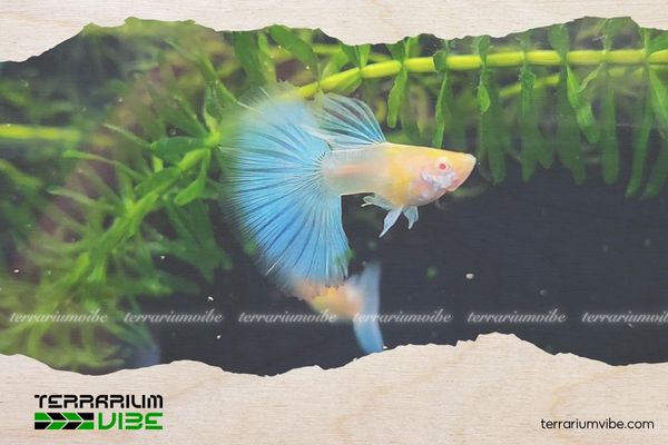 Cá bảy màu Blue Topaz Ribbon 4 Chế độ ăn uống của Cá 7 màu Blue Topaz Ribbon