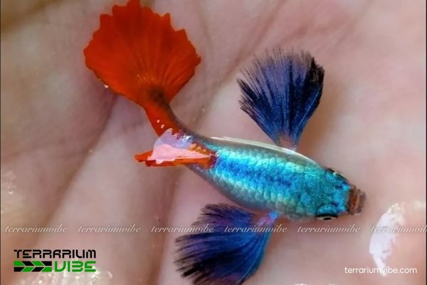 Cá Bảy Màu Dumbo Big Ear 1 Cá Bảy Màu Dumbo Big Ear có là một loài cá cảnh nước ngọt