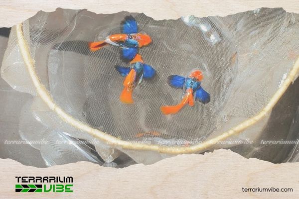 Cá bảy màu Dumbo Koi 5 Giá của cá bảy màu Dumbo Koi tham khảo