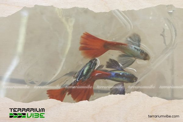 Cá bảy màu Dumbo Red Tail 5 Giá của cá bảy màu Dumbo Red Tail tham khảo