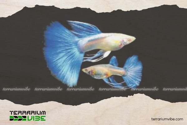 Cá bảy màu Dumbo Santa 4 Chế độ ăn uống của cá 7 màu Dumbo Santa