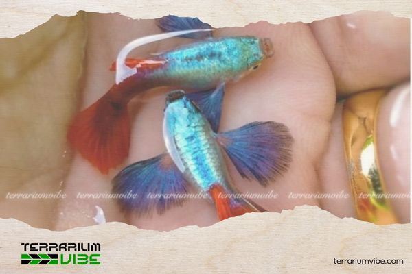 Cá bảy màu Dumbo Santa 5 Giá của cá bảy màu Dumbo Santa tham khảo