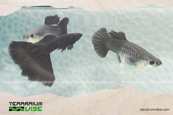 Cá Bảy Màu Full Black 1 Thông tin học thuật về cá 7 màu Full Black là gì?