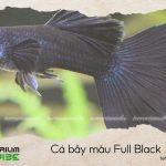 Cá Bảy Màu Full Black