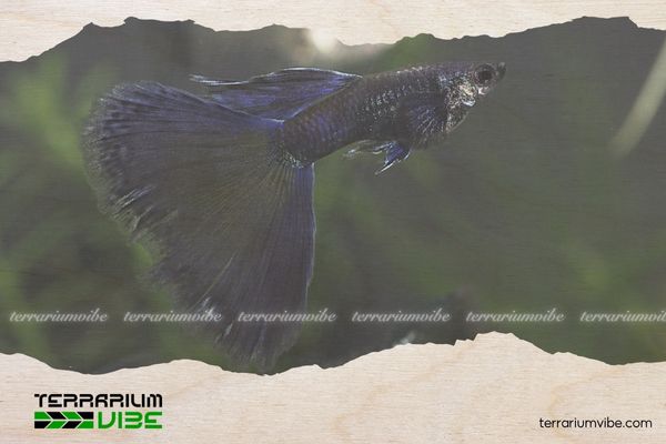 Cá Bảy Màu Full Black 5 Giá của cá bảy màu Full Black tham khảo